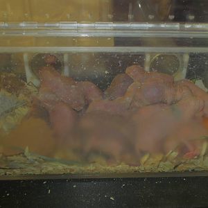 Naked Mole Rats