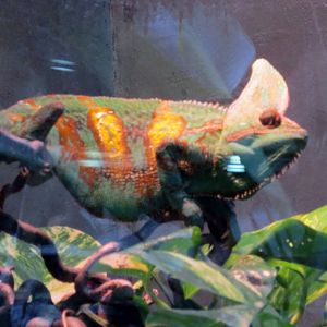 Viled Chameleon
