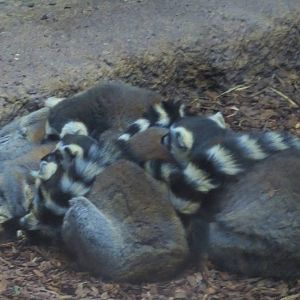 Sleeping Ball of Lemurs