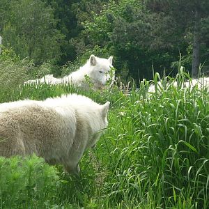 Arctic Wolves