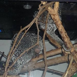 Prehensile Porcupines