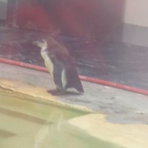 Penguin Chick