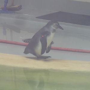Penguin Chick