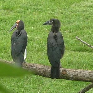 Southern Ground Hornbill and Chick