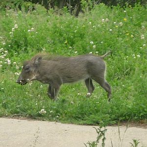 Warthog Piglet