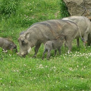 Warthog piglets nursing