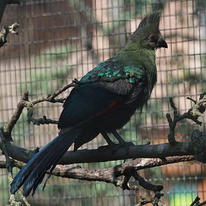 Juvenile Schalow's Turaco