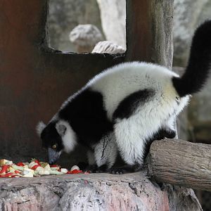 Ruffed Lemur