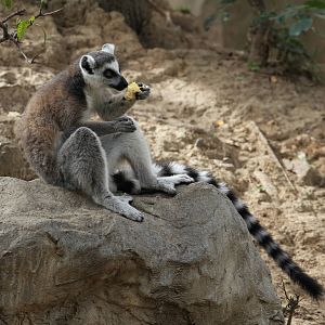 Ring Tailed Lemur
