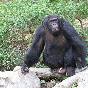 Chimpanzee