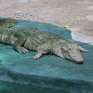 Albino Siamese Crocodile