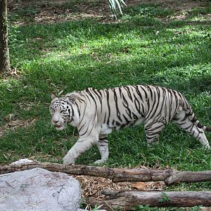 White Tiger