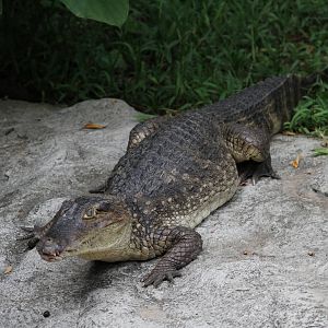 Caiman