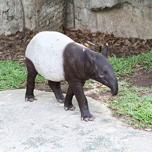 Malayan Tapir