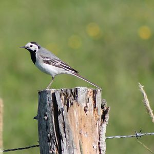 White wagtail