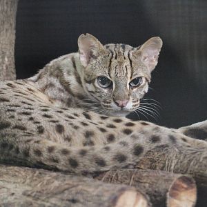 Leopard Cat