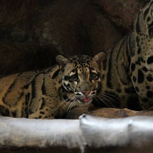 Clouded Leopard