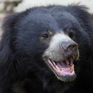 Sloth Bear?