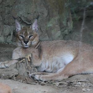 Caracal