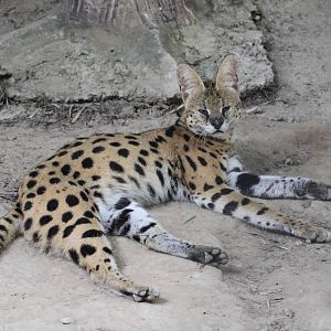 Serval
