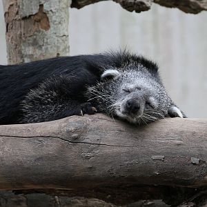 Binturong