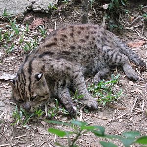 Fishing Cat