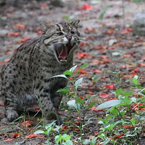 Fishing Cat