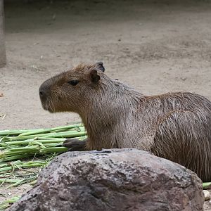 Capybara