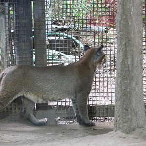 Asiatic Golden Cat