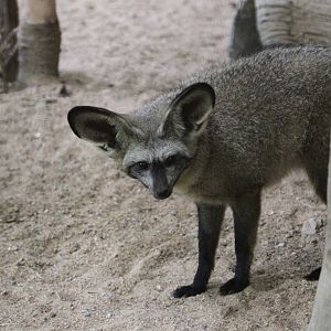 Bat Eared Fox