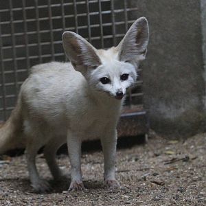 Fennec Fox