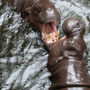 Pygmy Hippos