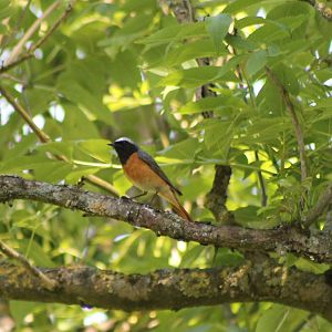 Redstart