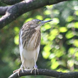 Madagascar Pond-heron (Ardeola idae)