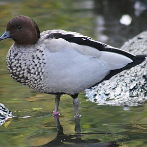 Maned Wood Duck (Chenonetta jubata) male