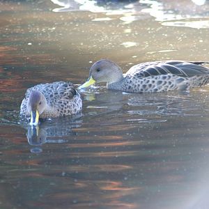 Yellow-billed Pintails (Anas georgica spinicauda)