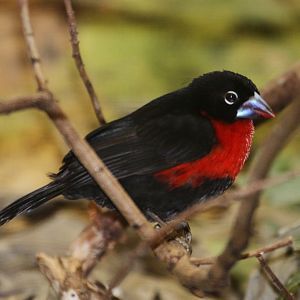 Western Bluebill (Spermophaga haematina) male