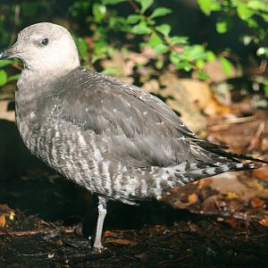 Parasitic Skua (Stercocarius parasiticus)