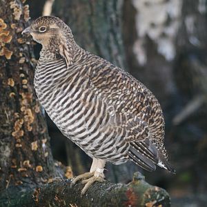 Greater Prairie-chicken (Tympanuchus cupido)