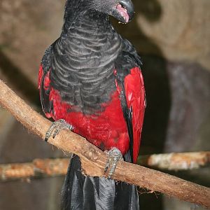 Pesquets Parrot (Psittrichas fulgidus)