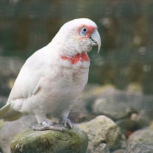 Long-billed Corella (Cacatua tenuirostris)