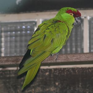 Thick-billed Parrot (Rhynchopsitta pachyrhyncha)