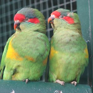 Musk Lorikeets (Glossopsitta concinna)