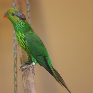 Striated Lorikeet (Charmosyna multistriata)