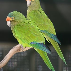 Orange-fronted Conures (Aratinga canicularis eburnirostrum)