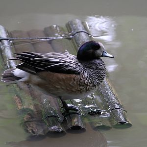 Chiloé Wigeon?