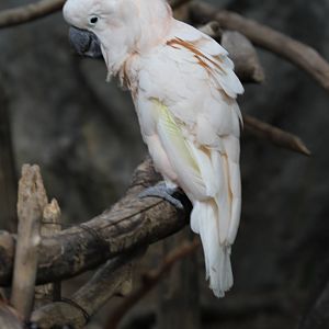 Moluccan or Salmon-crested Cockatoo