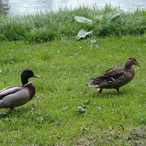 Mallard pair