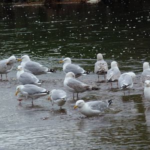 Herring and lesser-black backed gulls