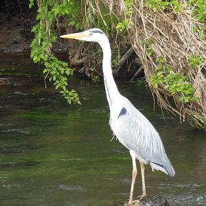 Grey heron